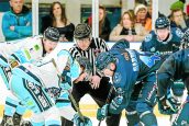 Sharks thrash Pitbulls