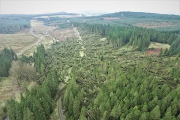 Work still ongoing in storm hit forests