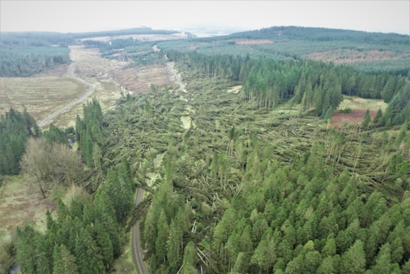 Work still ongoing in storm hit forests