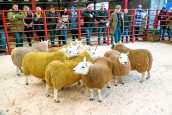 Sheep society show success