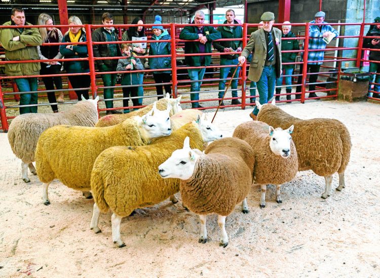 Sheep society show success