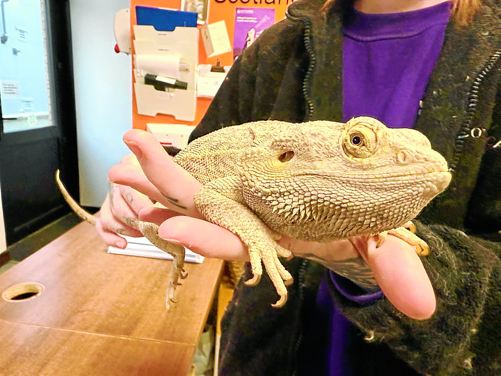 Dog walker recalls exotic pets find