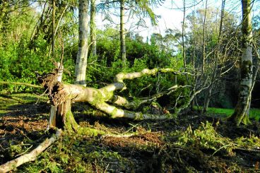 Garden team flat out to fix storm damage