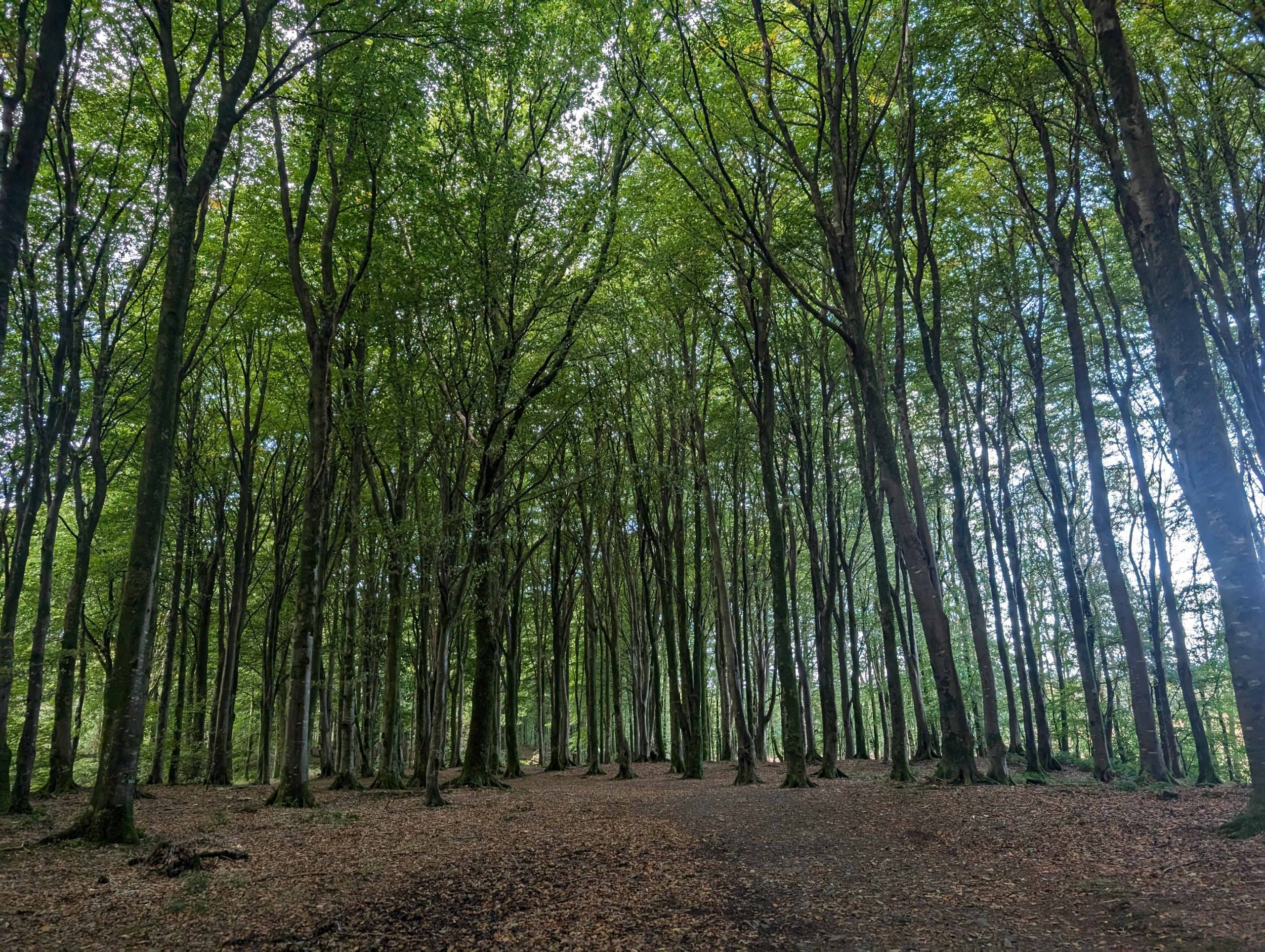 Into the woods for science project