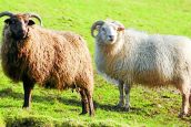 Region to host new wool gathering