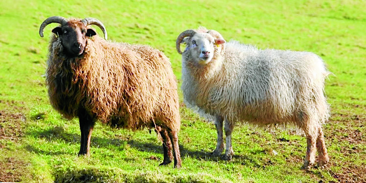 Region to host new wool gathering